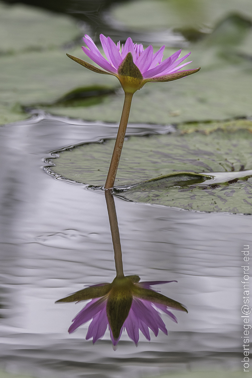 SF Conservatory of Flowers